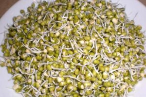 Moong Sprouts 