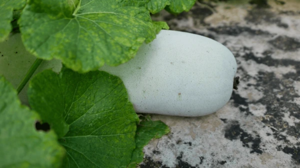 As Gourd is good for health