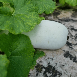 As Gourd is good for health