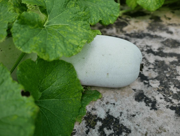 Ash Gourd is good for your health