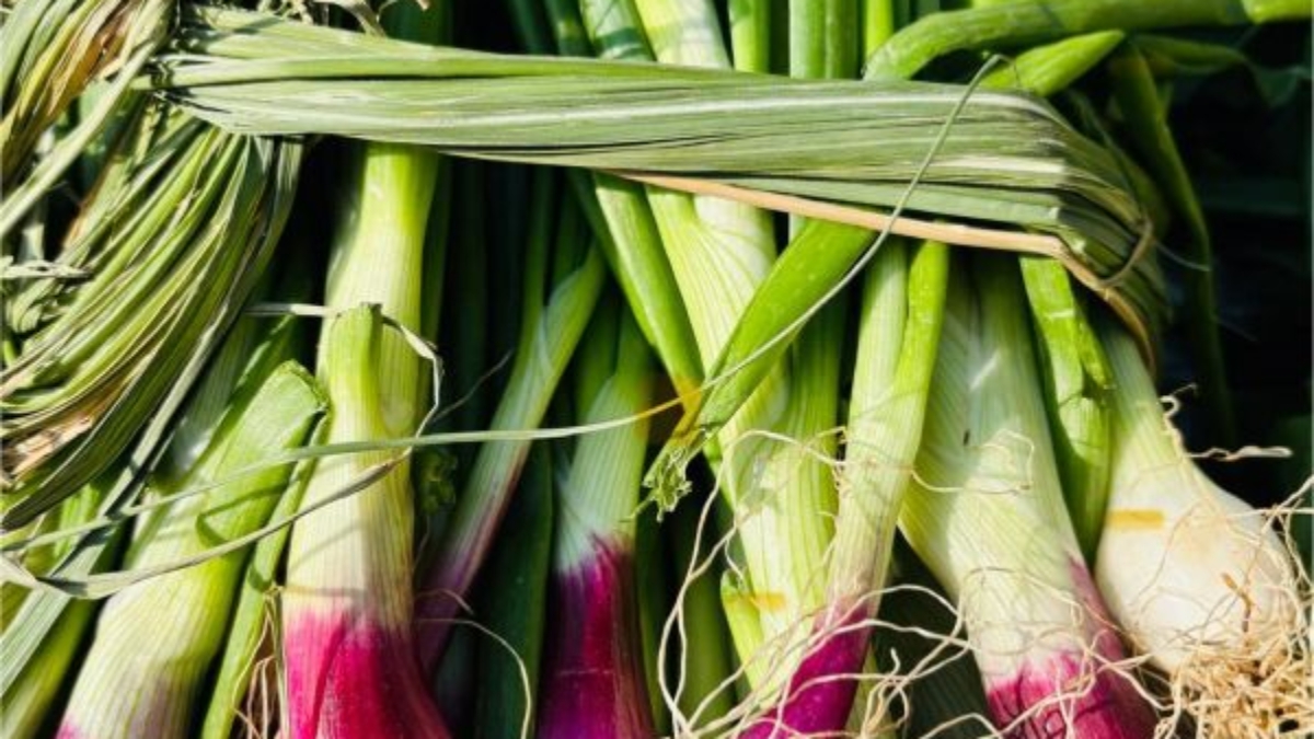 Spring Onions in winter season