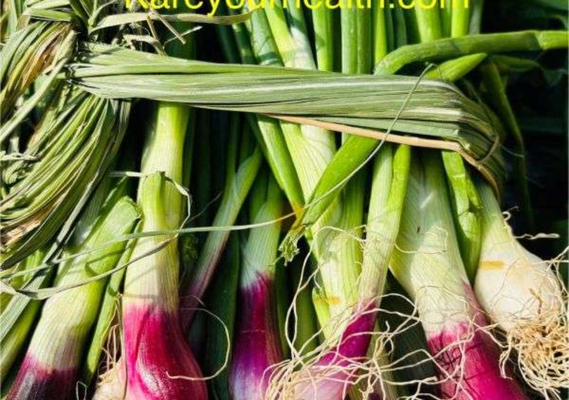 Spring Onions in winter season