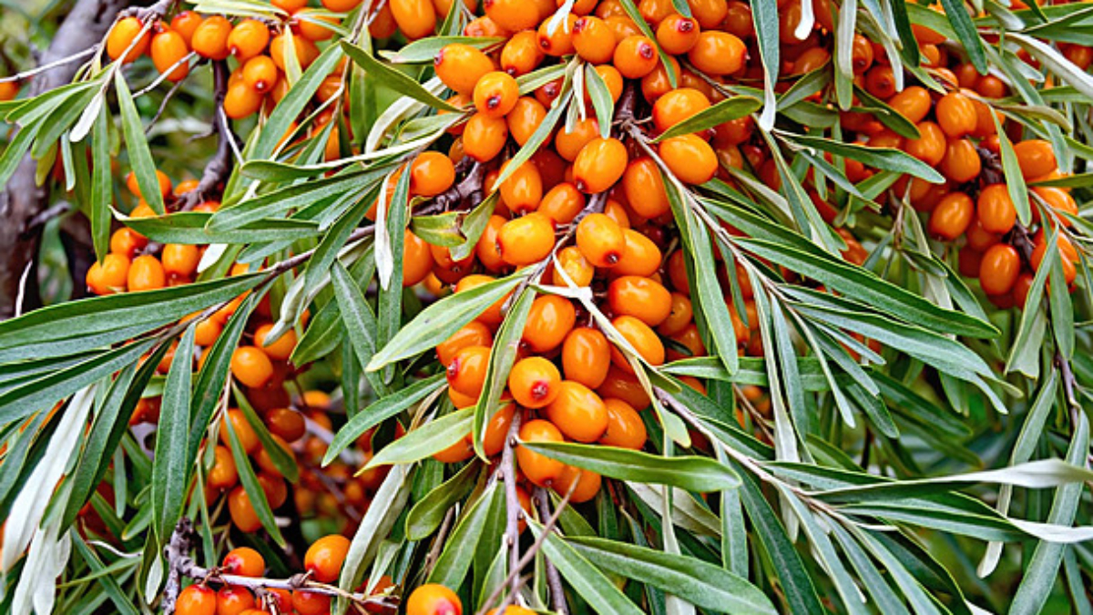 Sea Buckthorn-kareyourhealth