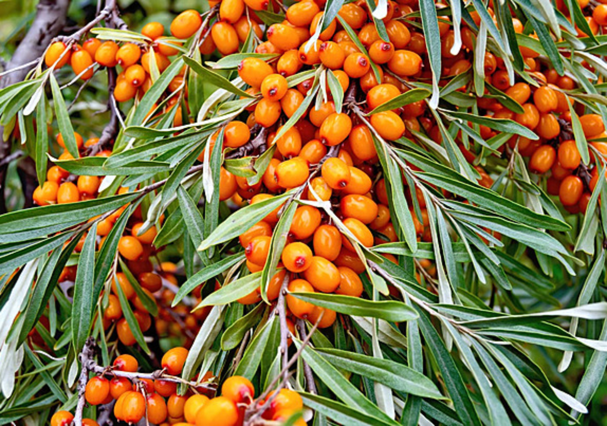 Sea Buckthorn-kareyourhealth