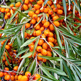 Sea Buckthorn-kareyourhealth