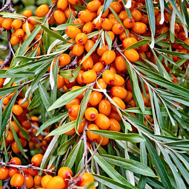 Sea Buckthorn-kareyourhealth