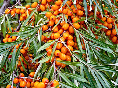 Sea Buckthorn-kareyourhealth